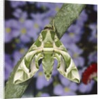Oleander hawk moth sitting on a branch by Anonymous
