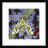 Oleander hawk moth sitting on a branch by Anonymous