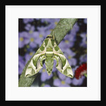 Oleander hawk moth sitting on a branch by Anonymous