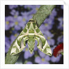 Oleander hawk moth sitting on a branch by Anonymous