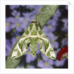 Oleander hawk moth sitting on a branch by Anonymous