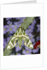 Oleander hawk moth sitting on a branch by Anonymous