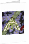 Oleander hawk moth sitting on a branch by Anonymous