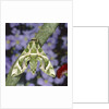 Oleander hawk moth sitting on a branch by Anonymous