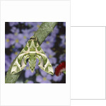 Oleander hawk moth sitting on a branch by Anonymous