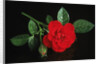 Red rose blossoming with drops of water by Anonymous