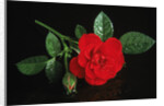 Red rose blossoming with drops of water by Anonymous