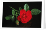 Red rose blossoming with drops of water by Anonymous