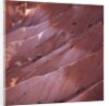 Sunrise Point, Bryce Canyon, Utah, USA by Anonymous