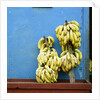 Bananas in front of blue wall, San Cristobal de las Casas, Mexico by Anonymous