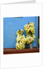 Bananas in front of blue wall, San Cristobal de las Casas, Mexico by Anonymous