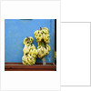 Bananas in front of blue wall, San Cristobal de las Casas, Mexico by Anonymous