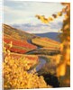 Vineyards in autumn in Esslingen/Neckar by Anonymous