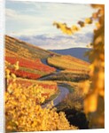 Vineyards in autumn in Esslingen/Neckar by Anonymous