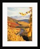 Vineyards in autumn in Esslingen/Neckar by Anonymous