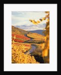 Vineyards in autumn in Esslingen/Neckar by Anonymous