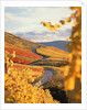 Vineyards in autumn in Esslingen/Neckar by Anonymous