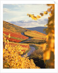 Vineyards in autumn in Esslingen/Neckar by Anonymous
