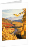 Vineyards in autumn in Esslingen/Neckar by Anonymous