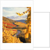 Vineyards in autumn in Esslingen/Neckar by Anonymous
