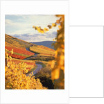 Vineyards in autumn in Esslingen/Neckar by Anonymous