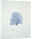 Tree in winter by Anonymous