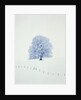 Tree in winter by Anonymous