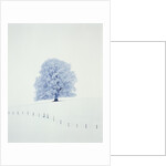 Tree in winter by Anonymous