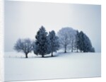 Group of trees in winter by Anonymous