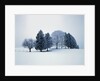 Group of trees in winter by Anonymous