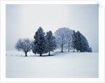 Group of trees in winter by Anonymous