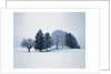 Group of trees in winter by Anonymous