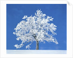 Single beech in the black forest, Germany by Anonymous
