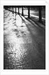 Sunlight reflecting on wet road by Anonymous