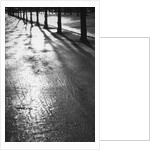 Sunlight reflecting on wet road by Anonymous