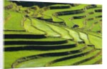 Terraced rice fields in Yunnan Province, China by Anonymous