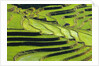 Terraced rice fields in Yunnan Province, China by Anonymous