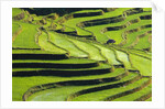 Terraced rice fields in Yunnan Province, China by Anonymous