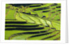 Terraced rice fields in Yunnan Province, China by Anonymous