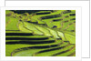 Terraced rice fields in Yunnan Province, China by Anonymous