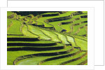 Terraced rice fields in Yunnan Province, China by Anonymous