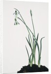 Snowdrop by Anonymous
