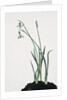 Snowdrop by Anonymous