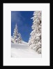 Snowcovered landscape by Anonymous