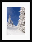 Snowcovered landscape by Anonymous