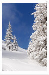 Snowcovered landscape by Anonymous