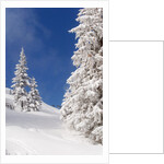 Snowcovered landscape by Anonymous