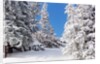 Snowcovered landscape by Anonymous