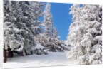 Snowcovered landscape by Anonymous