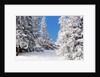 Snowcovered landscape by Anonymous